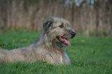 IRISH WOLFHOUND 324